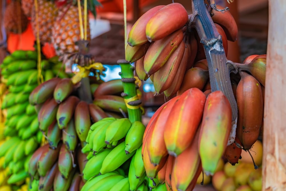 Forskellige slags bananer hænger under taget på et gademarked på Zanzibar.