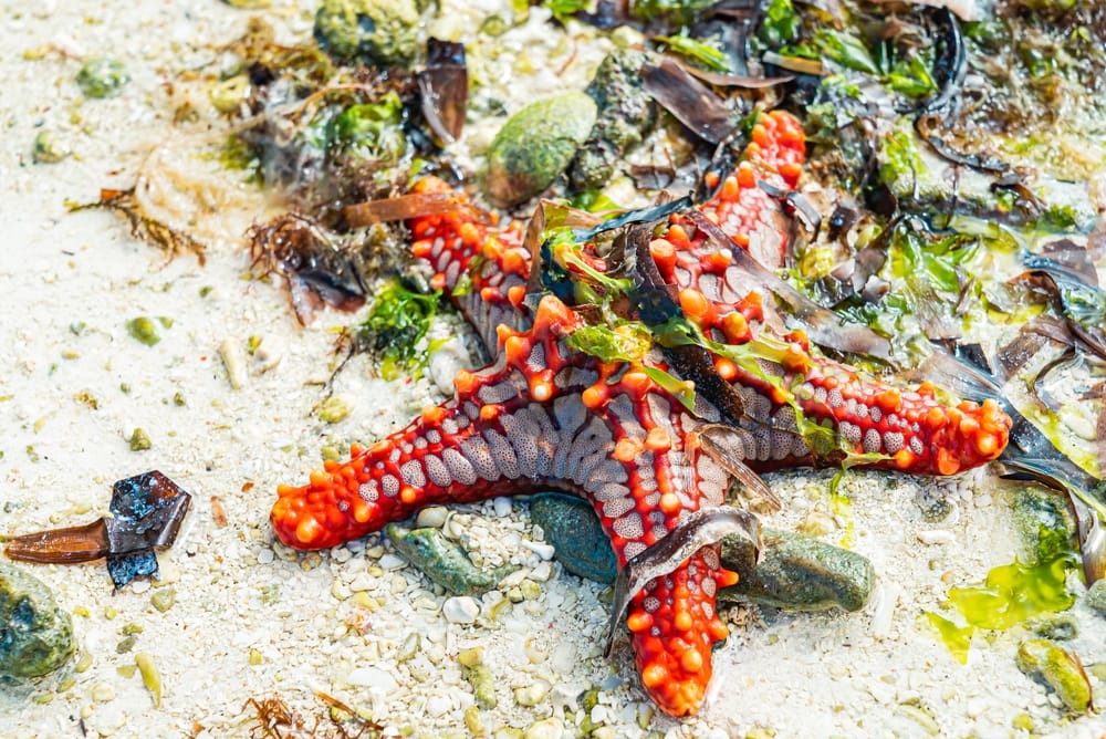 Rød søstjerne på sandstrand med tang under lavvande ved Nungwi på Zanzibar.