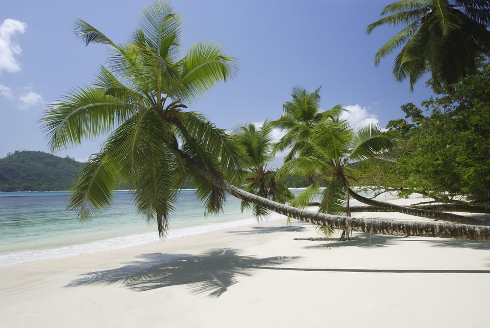 Palmetræer langs stranden ved Anse Takamaka på Mahé, Seychellerne med hvidt sand, klart turkisblåt vand og blå himmel.