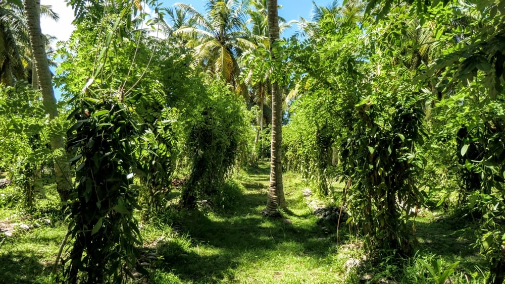 Vaniljeplantage på L’Union Estate Farm, La Digue, Seychellerne, med grønne vaniljeranker, tropisk natur og traditionel dyrkning.