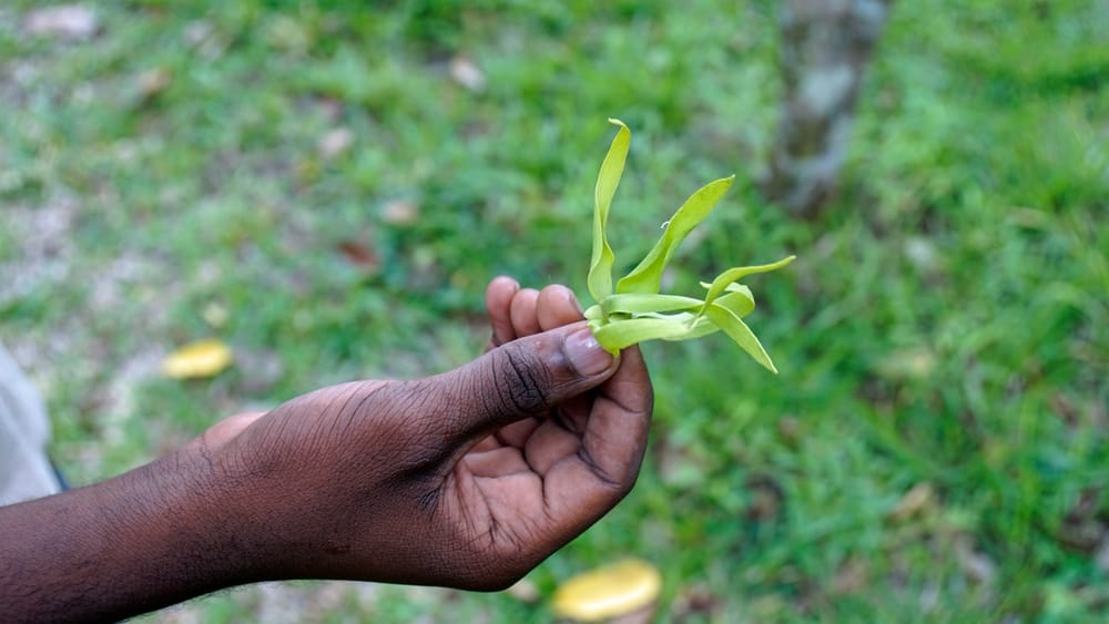 Vaniljeplante på en krydderifarm på Zanzibar – en del af øens berømte spice-tradition med duft af tropisk sødme.