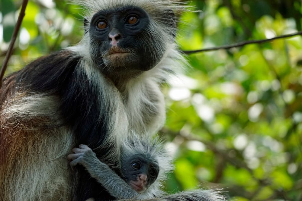 Zanzibar rød colobusabe (Piliocolobus kirkii) i den tropiske skov på øen Zanzibar.