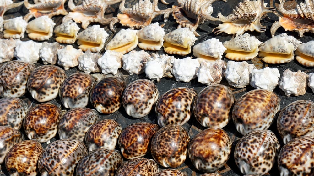 uslingeskaller på stranden på Zanzibar – et enkelt og smukt glimt af øens naturlige kystliv.
