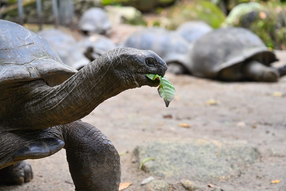 Kæmpeskildpadde i færd med at græsse på Mahé – et karakteristisk syn i Seychellernes frodige landskaber.