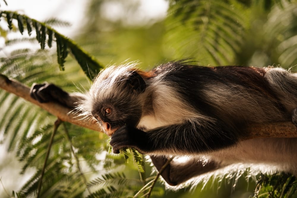 Rød colobusabe i Jozani-skoven på Zanzibar – øens sjældne og karakteristiske abeart i sit naturlige, frodige habitat.