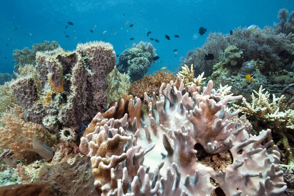 Et farverigt undervandsliv ved Menjangan Island