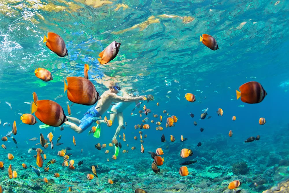 Dette billede viser den utrolige snorkeloplevelse på Maldiverne, hvor farverige tropefisk svømmer i store stimer omkring koralrevet. Det klare, turkisblå vand giver perfekte sigtforhold, og snorkling er en af de mest populære aktiviteter for både nybegyndere og erfarne eventyrere.