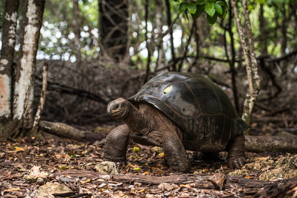 Aldabra-kæmpeskildpadde på Prison Island ved Zanzibar – et fredeligt naturmøde med øens berømte skildpadder.