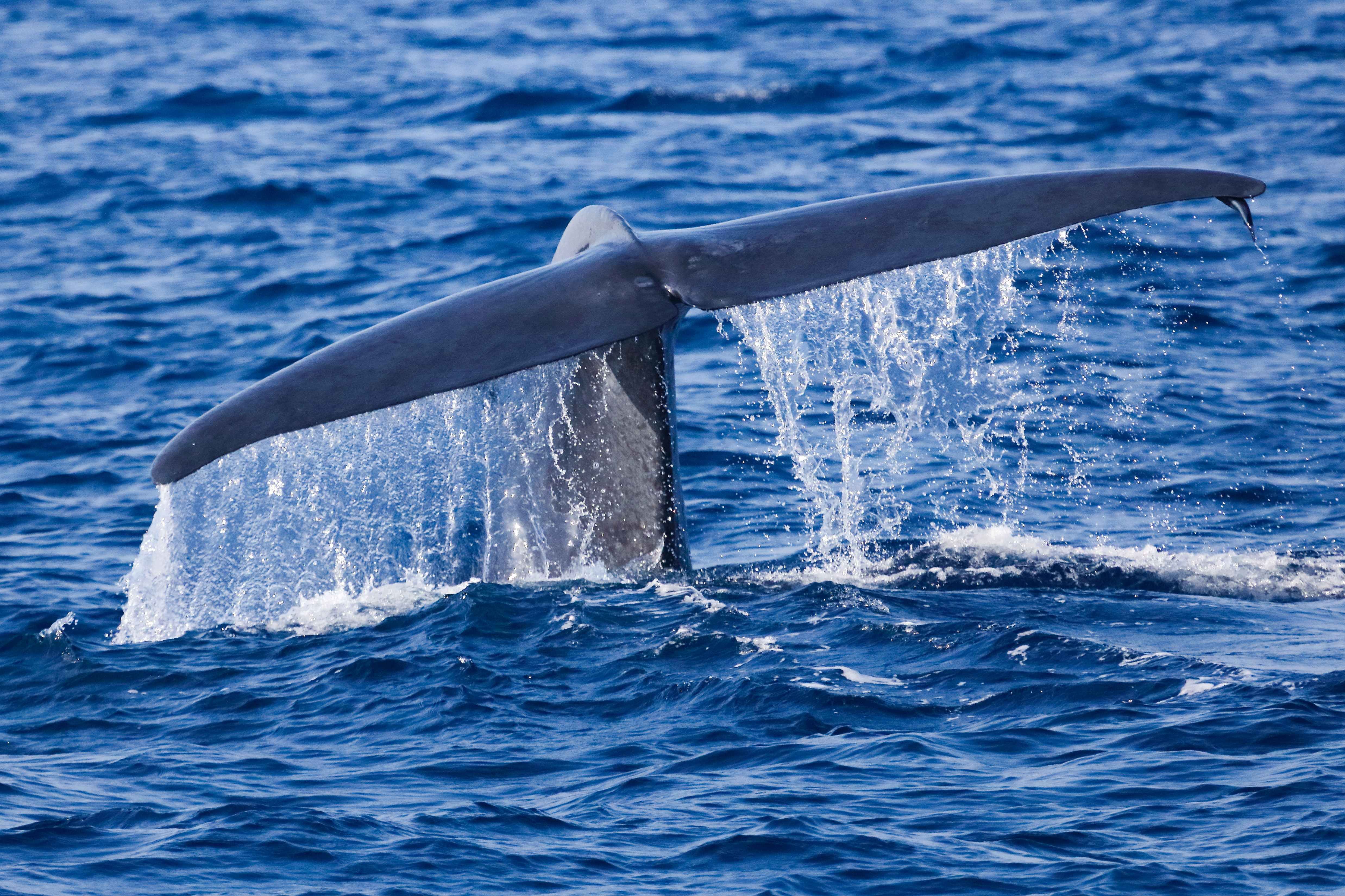 Blåhvals hale bryder havoverfladen i Det Indiske Ocean nær Mirissa med en hvalsafaribåd i baggrunden.