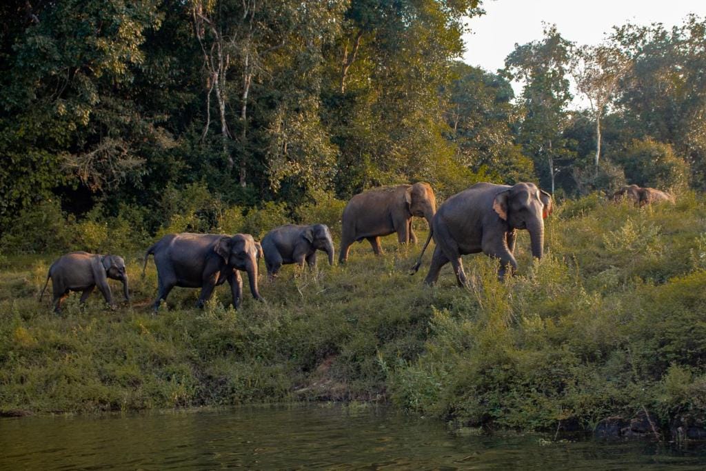 Flok af vilde elefanter går gennem det åbne landskab tæt ved Wild Glamping Gal Oya i Sri Lanka.