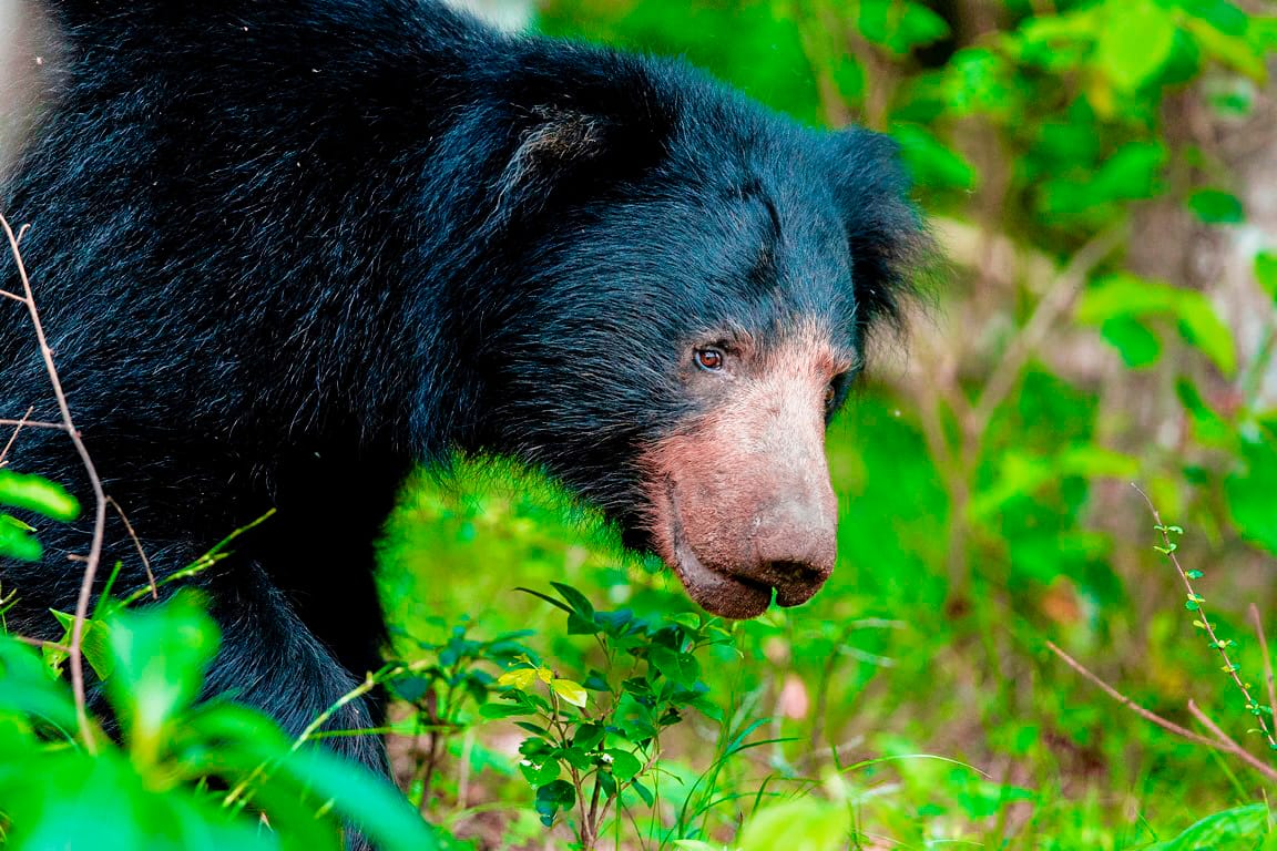 Wilpattu Nationalpark
