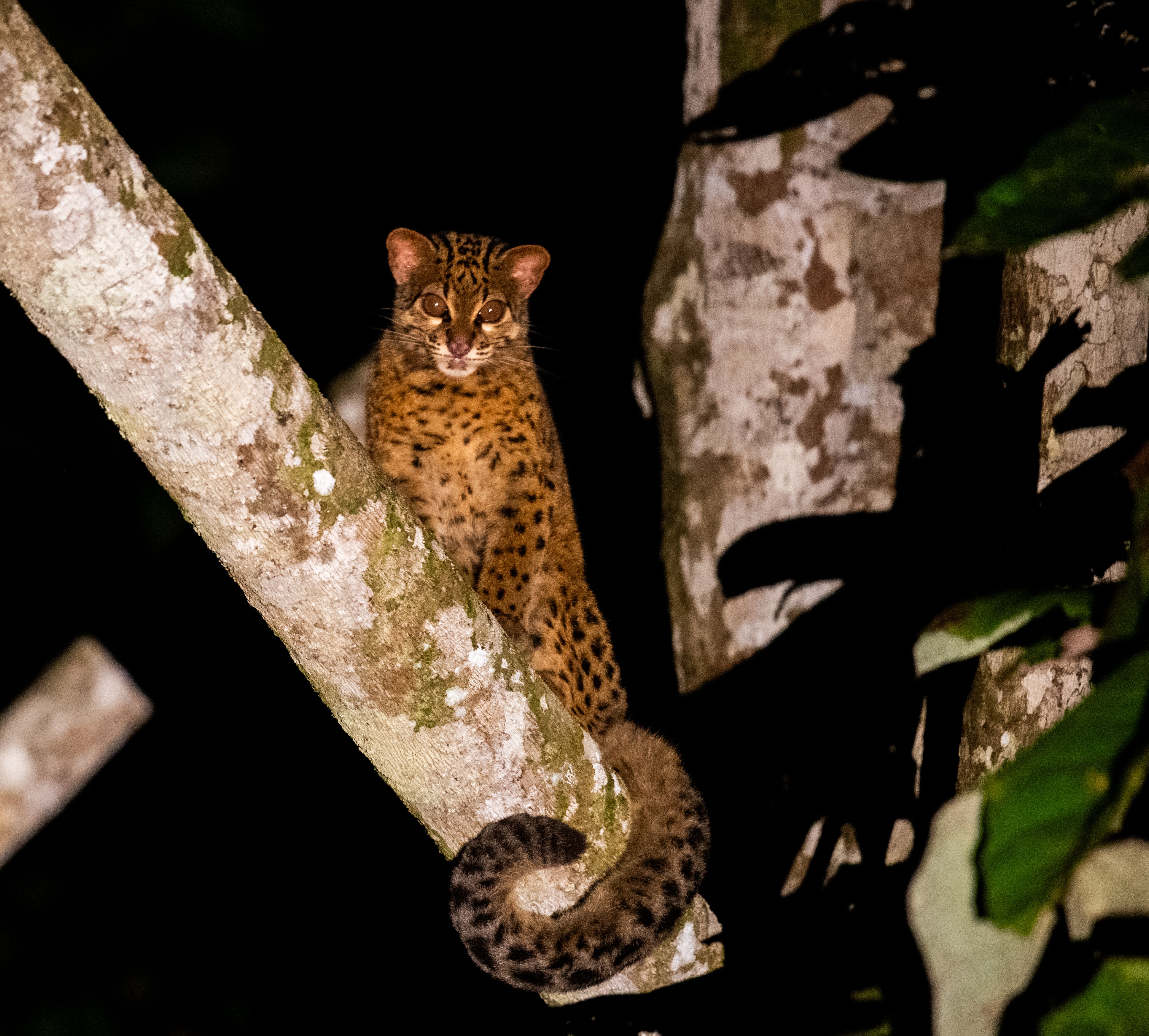 Marmorkat i regnskoven ved Sukau Rainforest