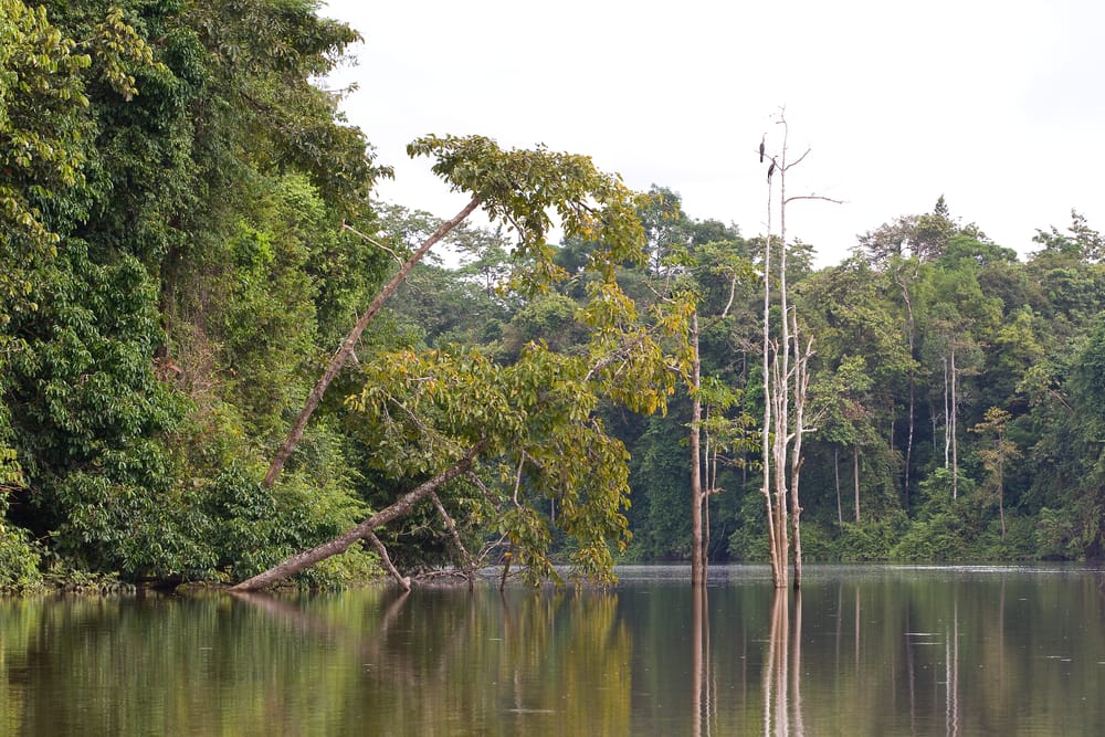 Det rolige Oxbow Lake ved Kinabatangan-floden på Borneo, omgivet af tæt regnskov og rigt dyreliv i et af Sabahs mest frodige naturområder.