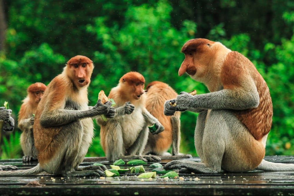 Tre næseaber sidder samlet i de tidlige morgentimer og spiser frisk frugt, omgivet af den frodige regnskov på Borneo.