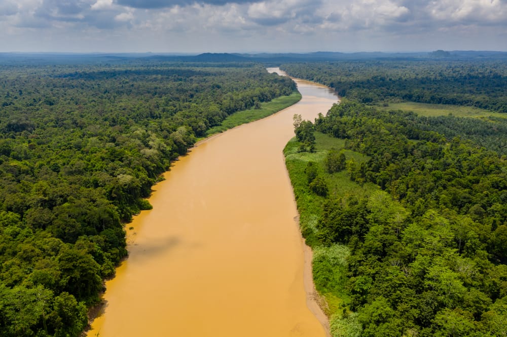 Luftfoto af Kinabatangan-floden, der snor sig gennem Borneos frodige regnskov.