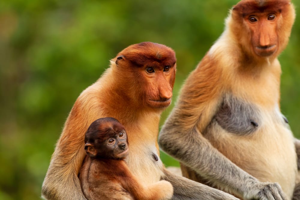 Næseaber på Borneo