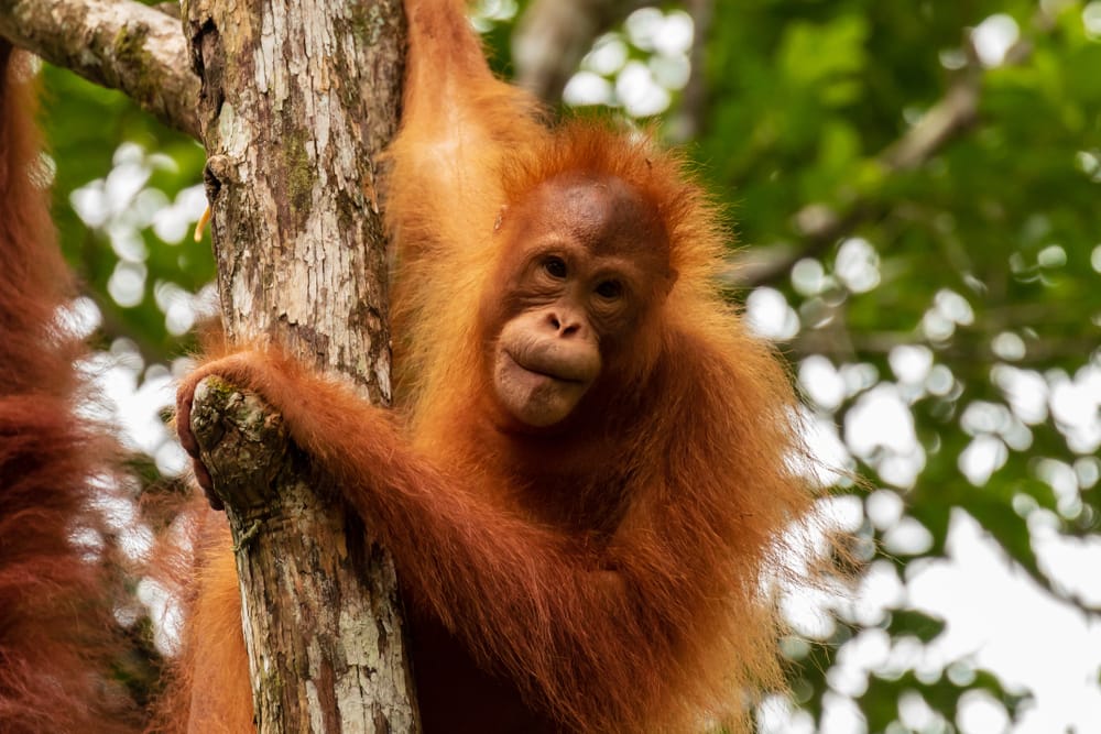 En ung orangutang i Semenggoh Nature Reserve i Sarawak på malaysisk Borneo, hvor den bevæger sig frit i den tætte, grønne regnskov.