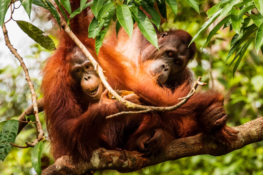 En hun-orangutang med sin unge sidder i Sepiloks frodige regnskov og spiser af en kokosnød, omgivet af tæt jungle og centerets beskyttende rammer.