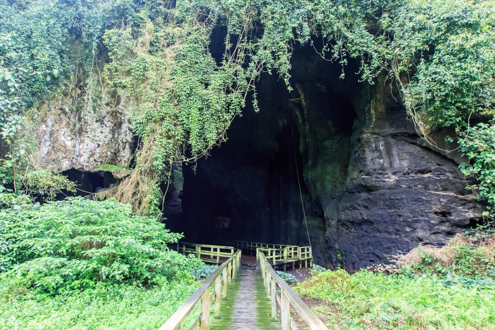 Udsigt ind i Gomantong Cave, omgivet af tæt regnskov i Kinabatangan, et område kendt for sit unikke dyreliv, kalkstensformationer og kulturelle traditioner.