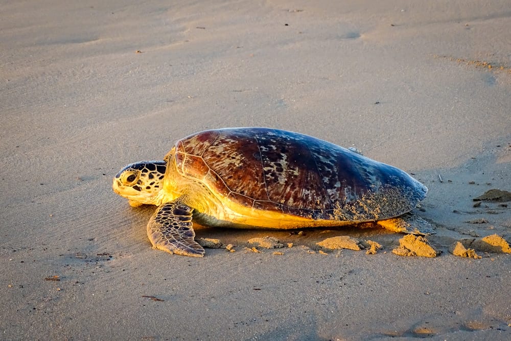 Havskildpadde ved den tropiske strand Tanjung Aru i Labuan, Malaysia.