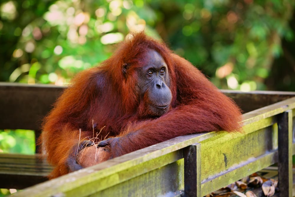 En vild borneansk orangutang i Semenggoh Nature Reserve, et rehabiliteringscenter hvor orangutanger lever frit i den tætte regnskov og langsomt genvinder deres naturlige instinkter.