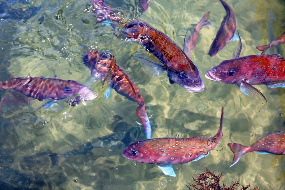 Colorful marine snappers swimming in a seawater pond in a garden on Shodoshima, Kagawa, Japan, with vibrant fish moving through clear water.