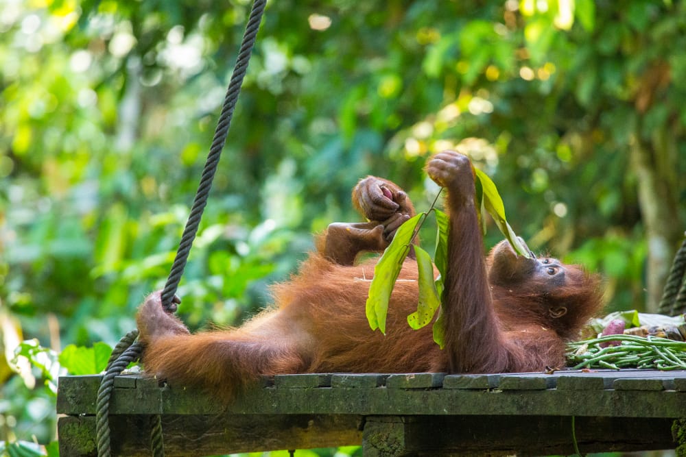 En orangutang nyder roen i regnskoven ved Sepilok på Borneo – et fredfyldt øjeblik blandt trækroner og tropisk grønne omgivelser.