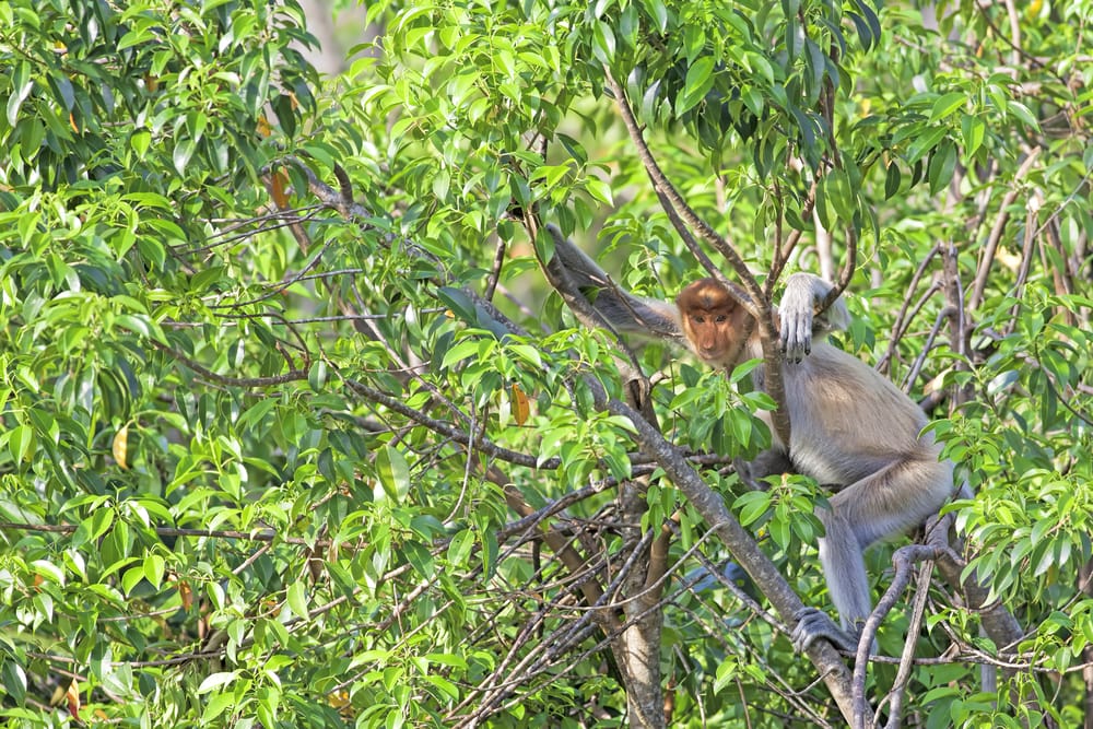 En næseabe hviler i trækronerne på Borneo – med sin karakteristiske næse og rolige væsen er den et af øens mest fascinerende dyr.