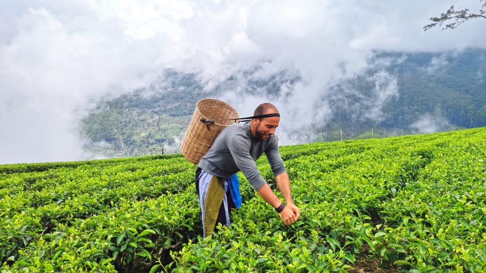 Turister går gennem frodige teplantager i Nuwara Eliya omgivet af bølgende bakker og tebuske.