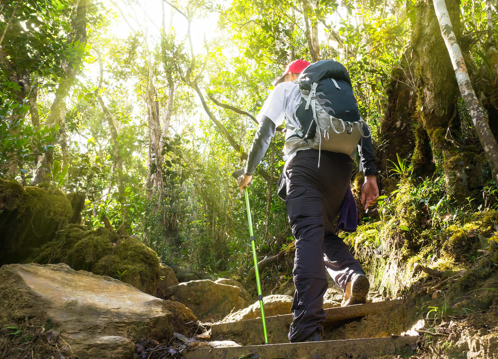 Vandrer i den grønne natur ved foden af Mount Kinabalu i Malaysia, badet i det bløde morgenlys.