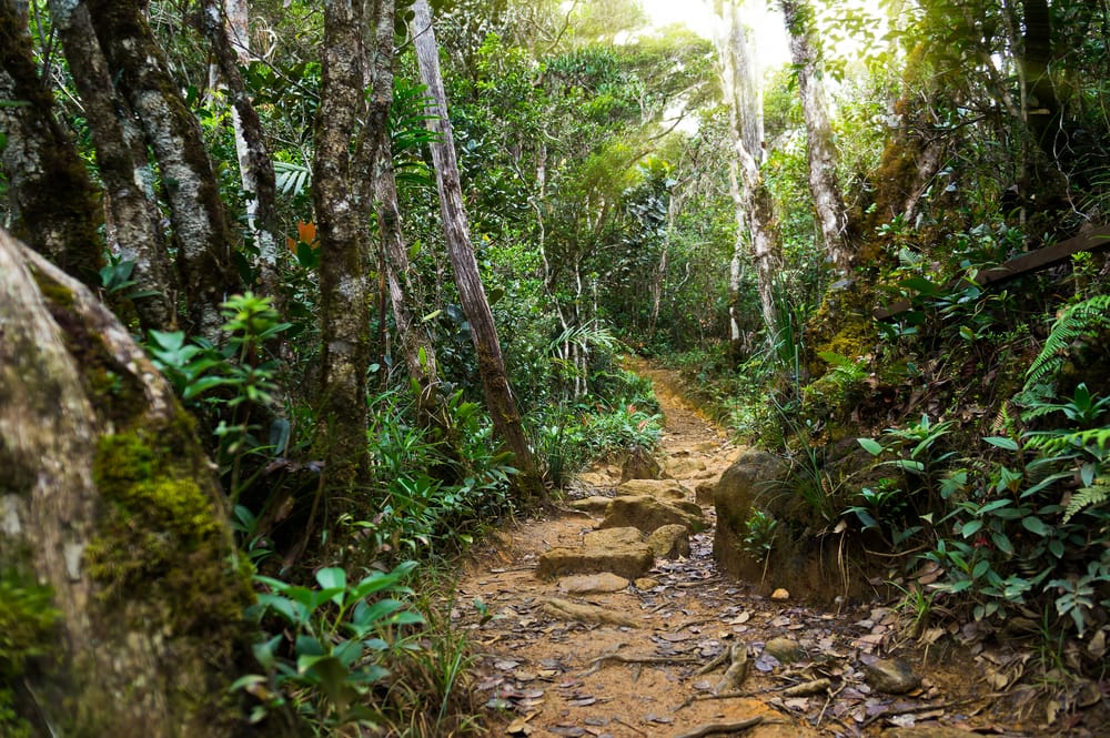 Solens første stråler bryder gennem regnskovens tætte grønne tag i Kinabalu Nationalpark – en stille morgen, hvor naturen vågner til liv på Borneo.
