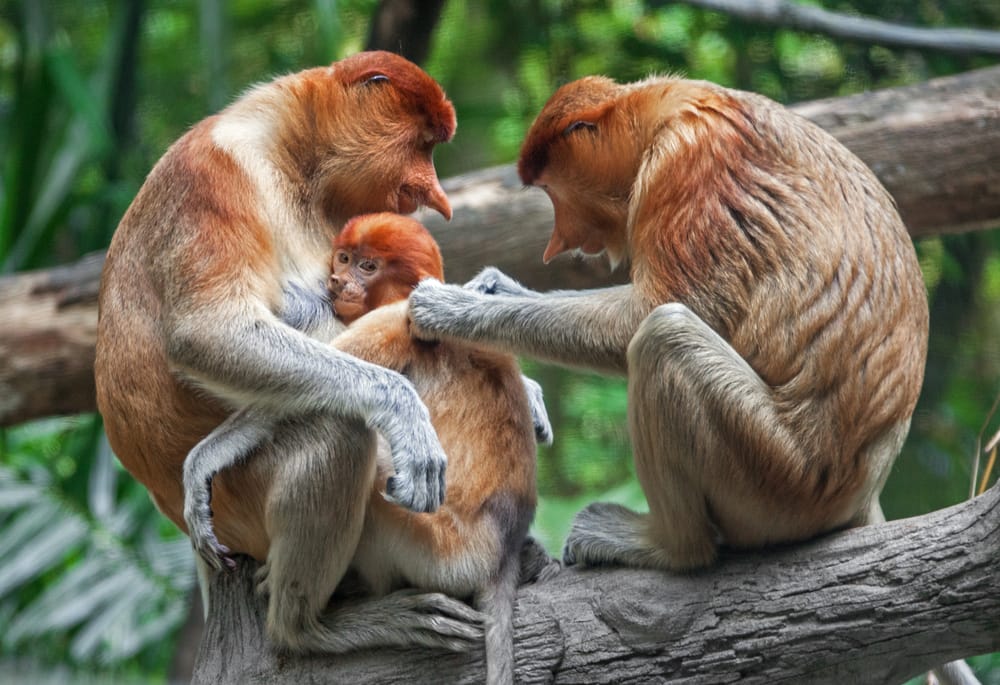 En næseabefamilie slapper af i trækronerne på Borneo – de karakteristiske aber med deres lange næser lever i regnskovens frodige omgivelser tæt ved floderne.