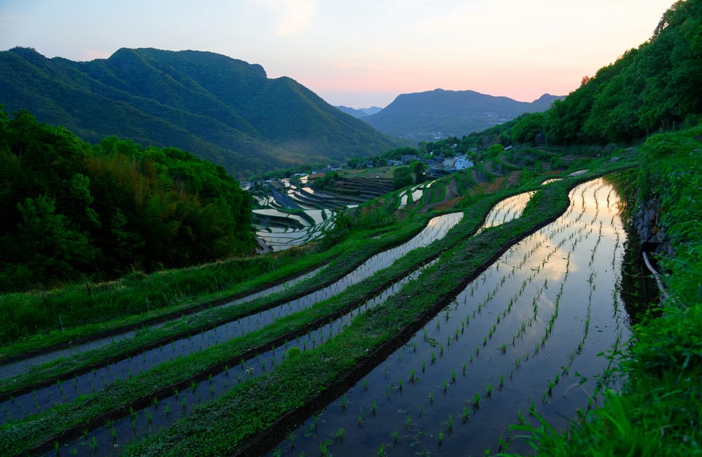 Sunset at Nakayama Senmaida terraced rice fields on Shodoshima, Kagawa, Japan, with water-filled paddies reflecting the twilight sky and fresh rice seedlings on the hillside.