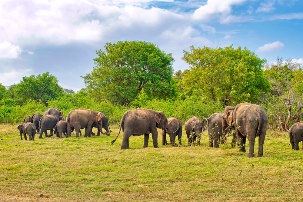En Sri Lankansk elefant bevæger sig roligt gennem Minneriyas landskab – et ikonisk syn i parkens åbne sletter.