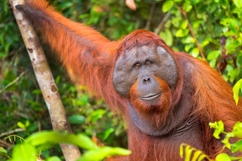 Den sjældne borneanske orangutang kan opleves i Tanjung Puting Nationalpark, hvor den bevæger sig frit i den frodige regnskov og viser Borneos unikke dyreliv tæt på.