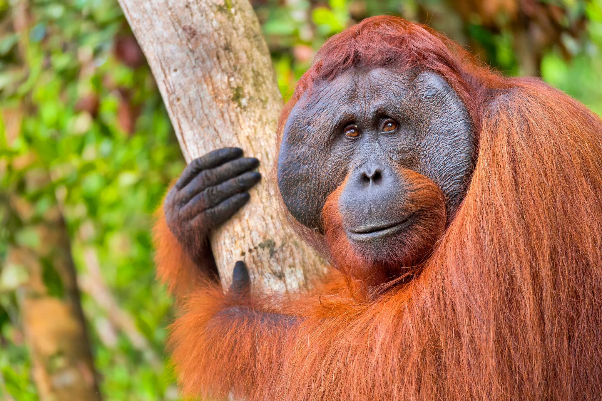 Orangutang i Borneos nationalpark