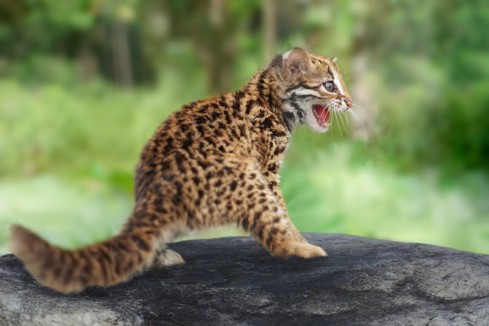 En leopardkat bevæger sig lydløst over en klippe i nattens mørke på Borneo, på jagt efter bytte i den tætte, omkringliggende regnskov.