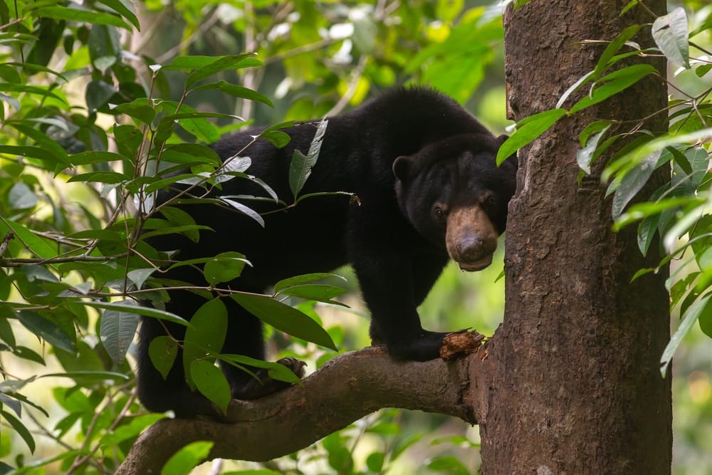 En solbjørn klatrer i træerne ved Sepilok på Borneo – den lille, sjældne bjørn er kendt for sin nysgerrige natur og sit karakteristiske, gyldne brystmærke.