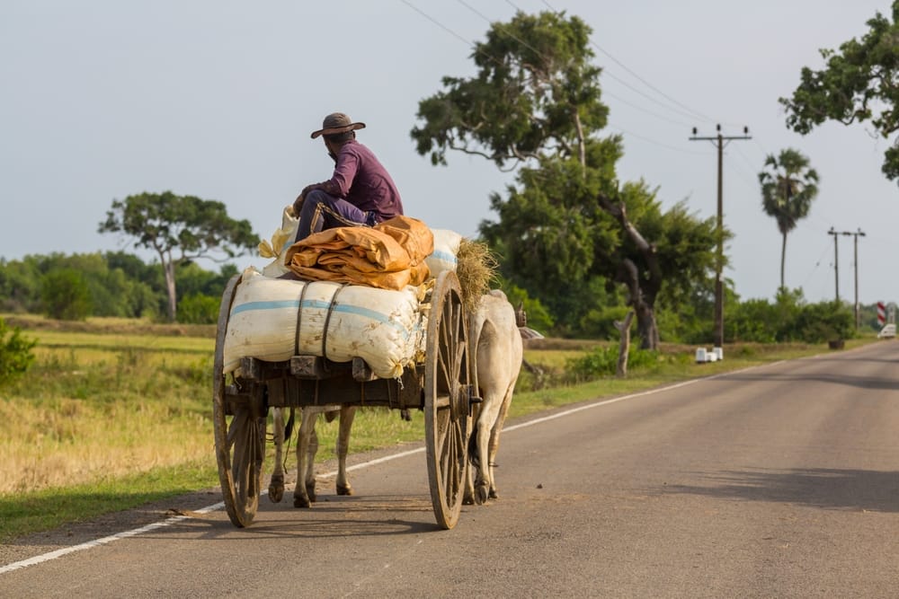 Traditionel okseskærre trukket af okser på en jordvej i landlige omgivelser i Sri Lanka.