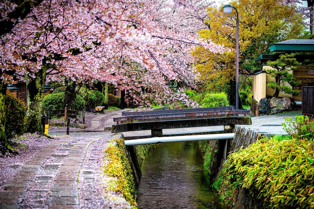 Philosopher’s Path i Kyoto om foråret med lyserøde kirsebærblomster, sakura-petaler der falder, og en stille kanal omgivet af blomstrende træer.