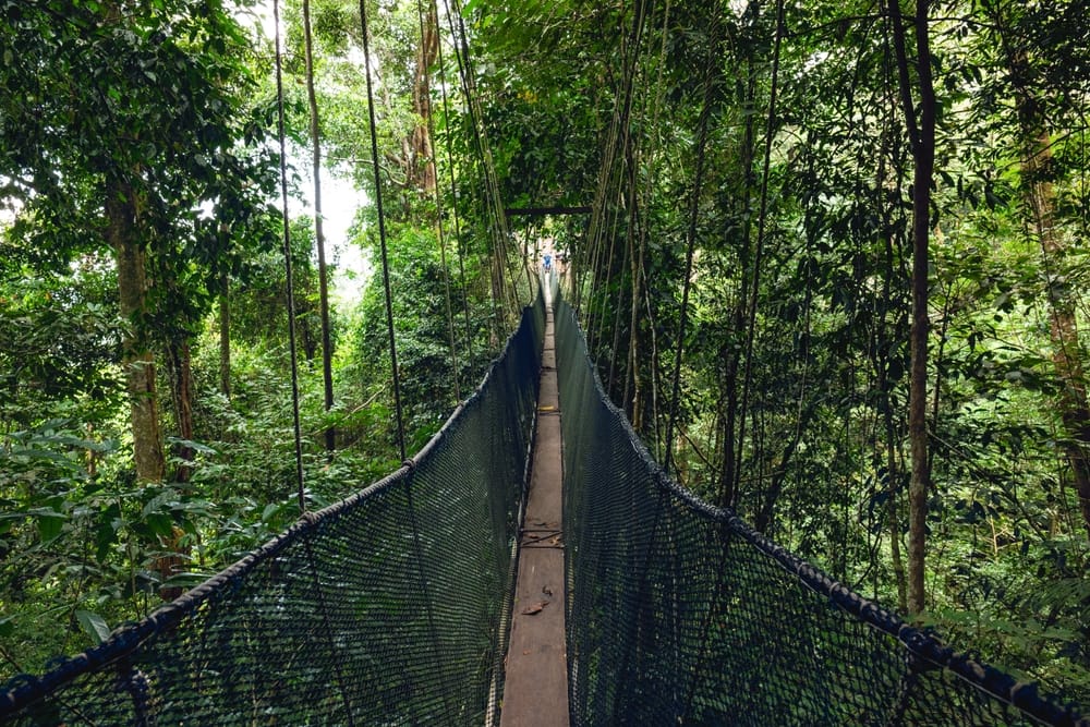 Højt over regnskovens bund fører Canopy Walkway gennem trækronerne i Kinabalu Nationalpark – en spektakulær måde at opleve naturen på tæt hold blandt fugle, lys og frodig grønne omgivelser.