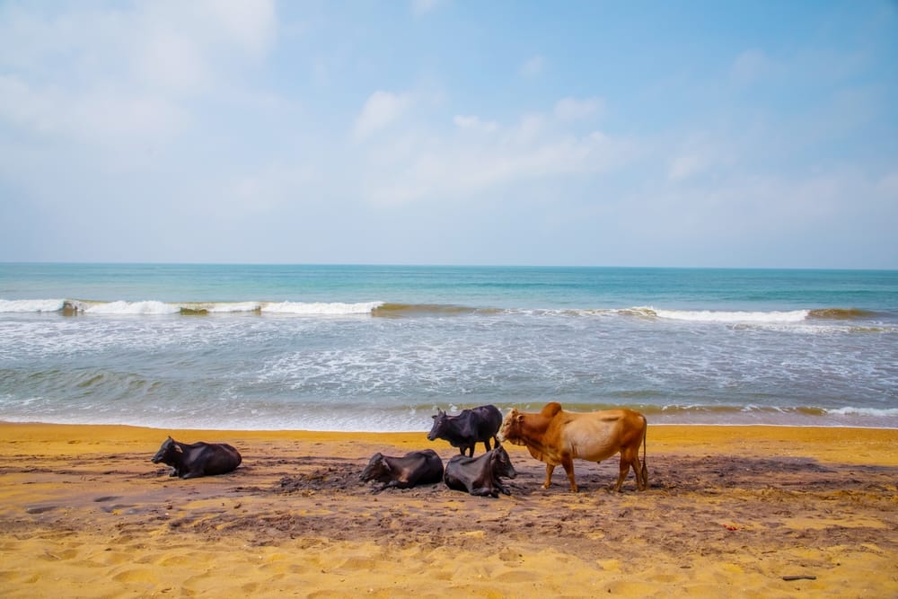 Køer går langs en sandstrand i Sri Lanka med havet og palmer i baggrunden.
