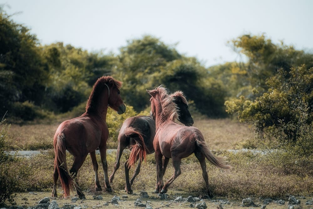 Tre vilde heste i fuld galop på Delft Island