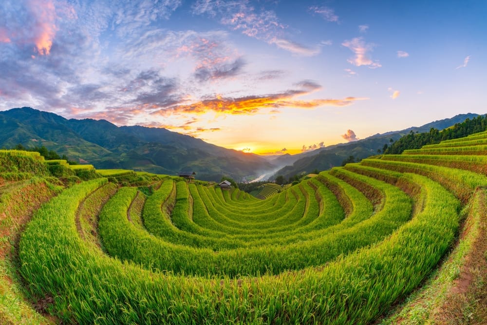 Terrasserede rismarker i Mu Cang Chai, Yen Bai i Nordvietnam, der bølger op ad bjergene.