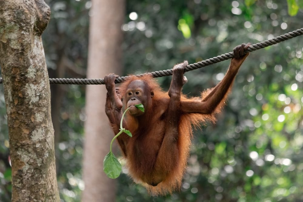 En orangutang svinger sig legende i et reb i Sepilok Orangutan Rehabilitation Centre på Borneo, omgivet af den tætte, frodige regnskov.