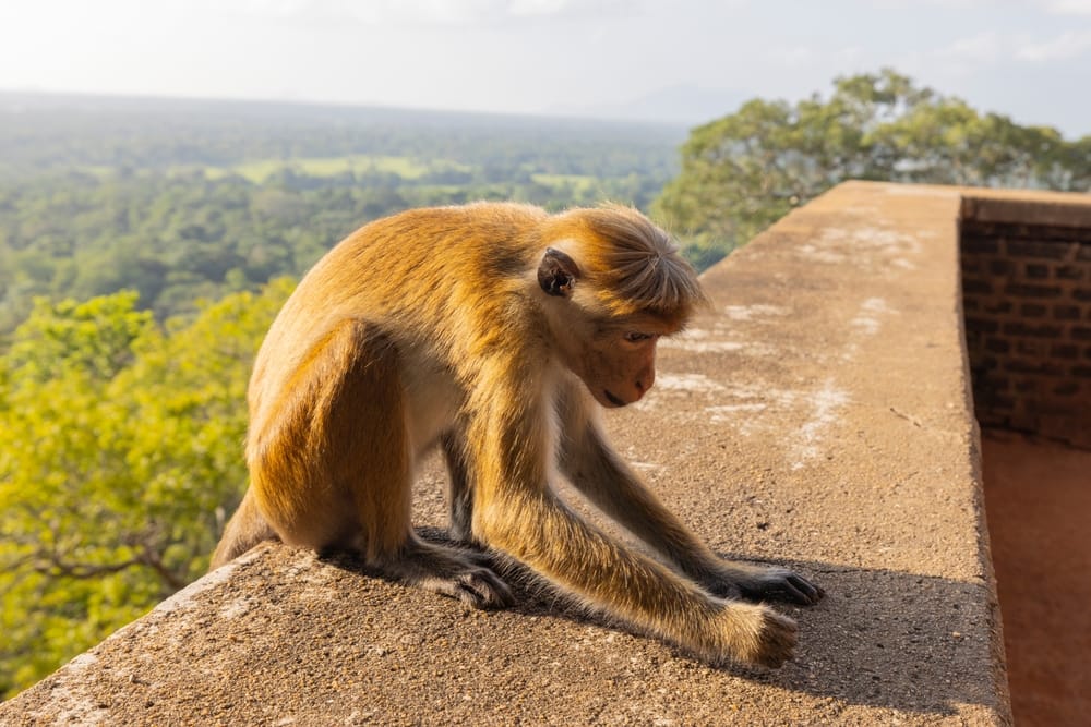 Makakabe sidder ved toppen af Sigiriya Rock Fortress med udsigt over det omkringliggende landskab.