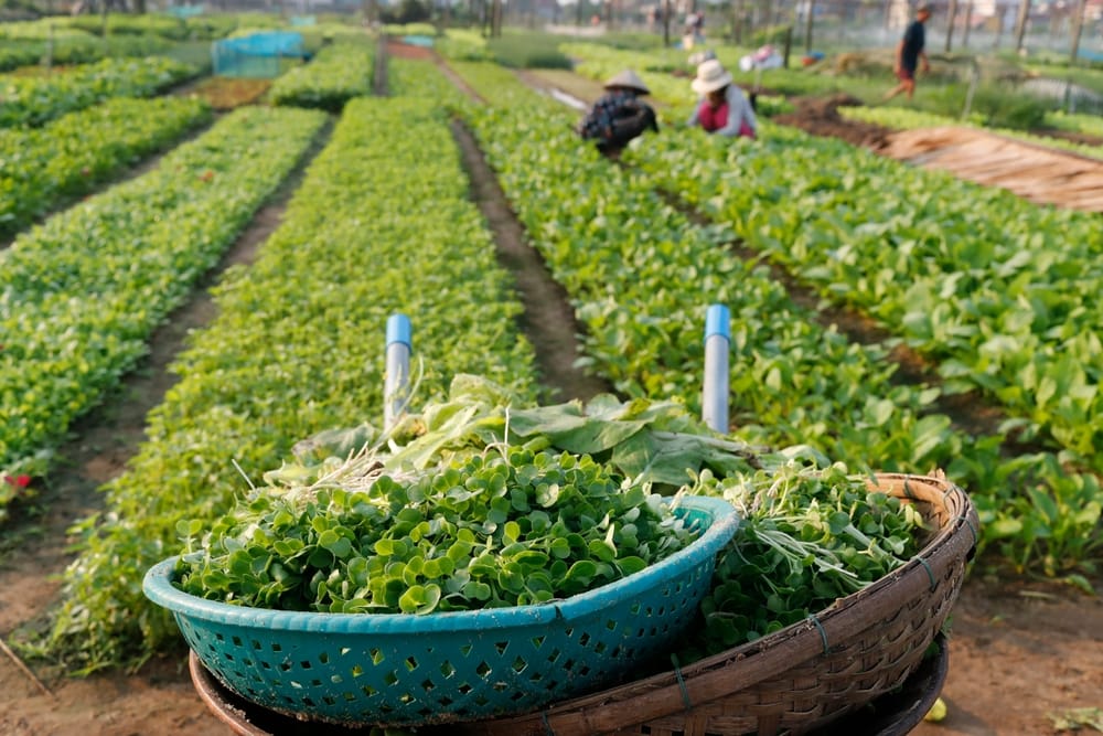 Tra Que Village i Vietnam