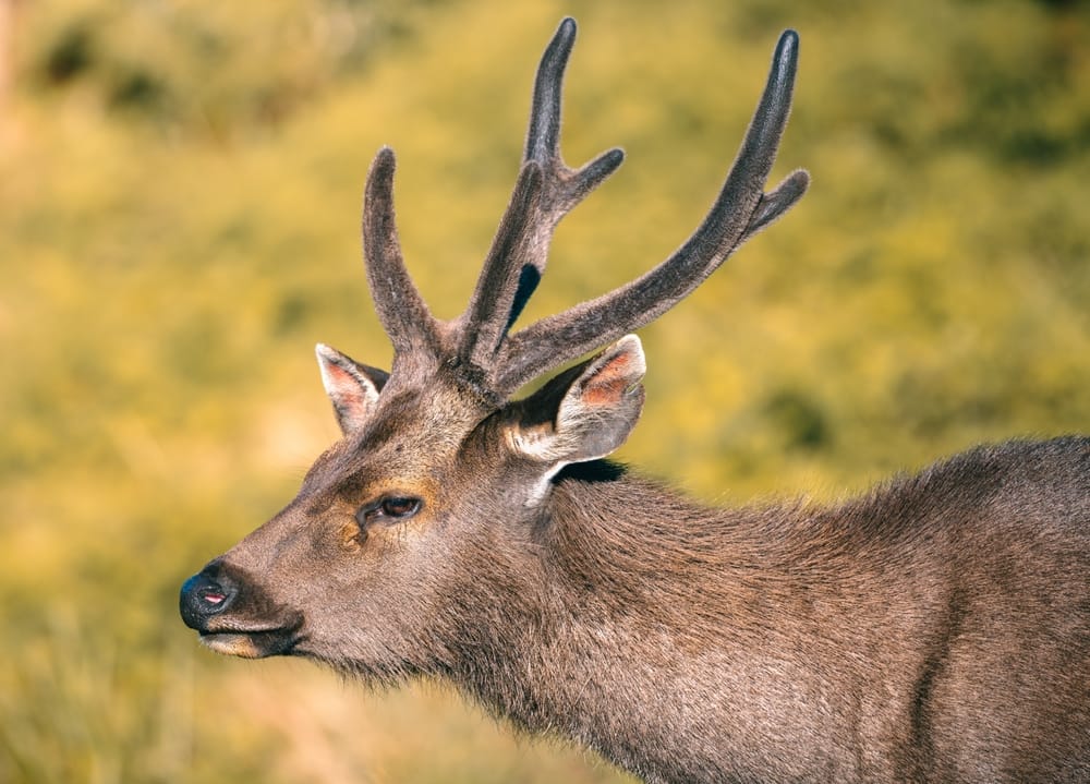 Et detaljeret nærbillede af en sambarhjort i Horton Plains National Park hvor dens rolige udtryk og kraftige pels står tydeligt frem i det kølige højlandsmiljø