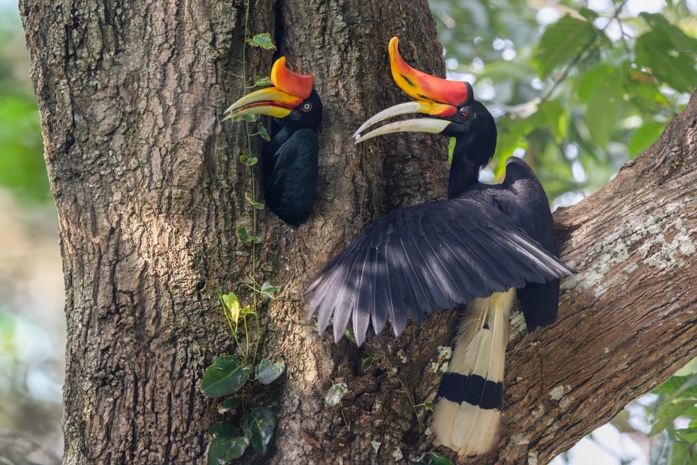 Hannen af næsehornsfuglen (Rhinoceros hornbill) fodrer sin unge og hun i reden på Borneo.