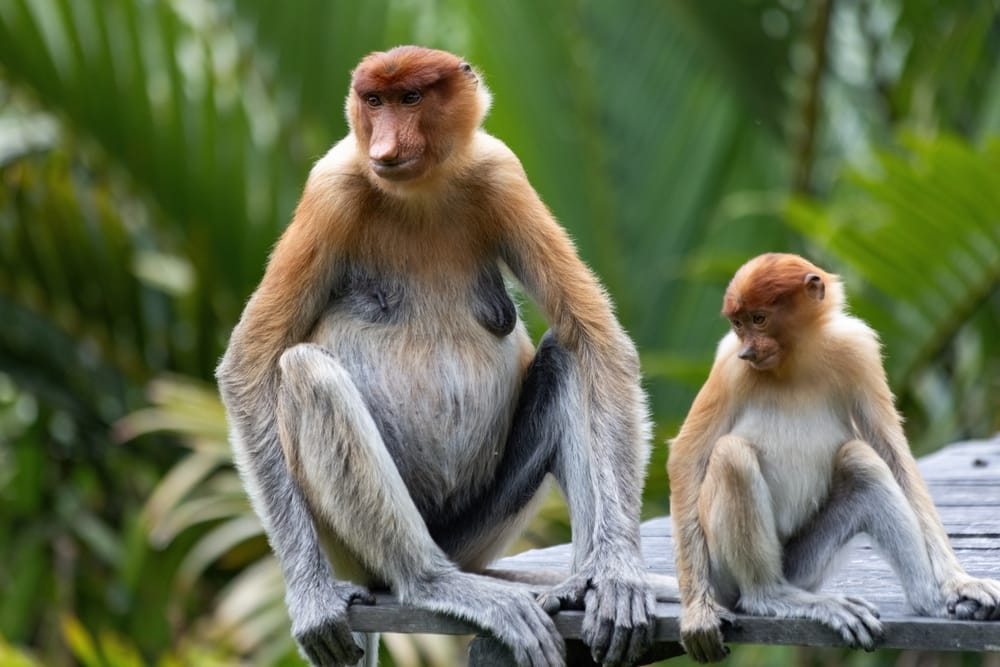 To næseaber sidder tæt sammen i regnskoven ved Sandakan på Borneo, omgivet af frodig jungle og områdets rige dyreliv.
